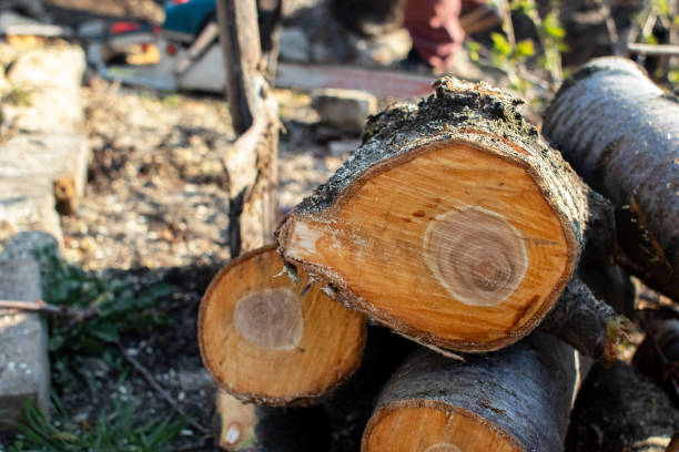 How Our Tree Care Process Works  in  Hastings On Hudson, NY