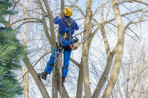 Best Tree Mulching  in Hastings On Hudson, NY