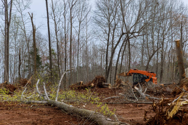 Best Firewood Processing and Delivery  in Hastings On Hudson, NY